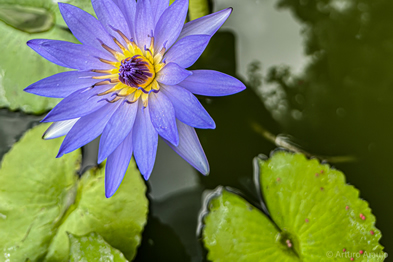 arturo-araujo-bermudez-2025-fuego-llamaradas_portada